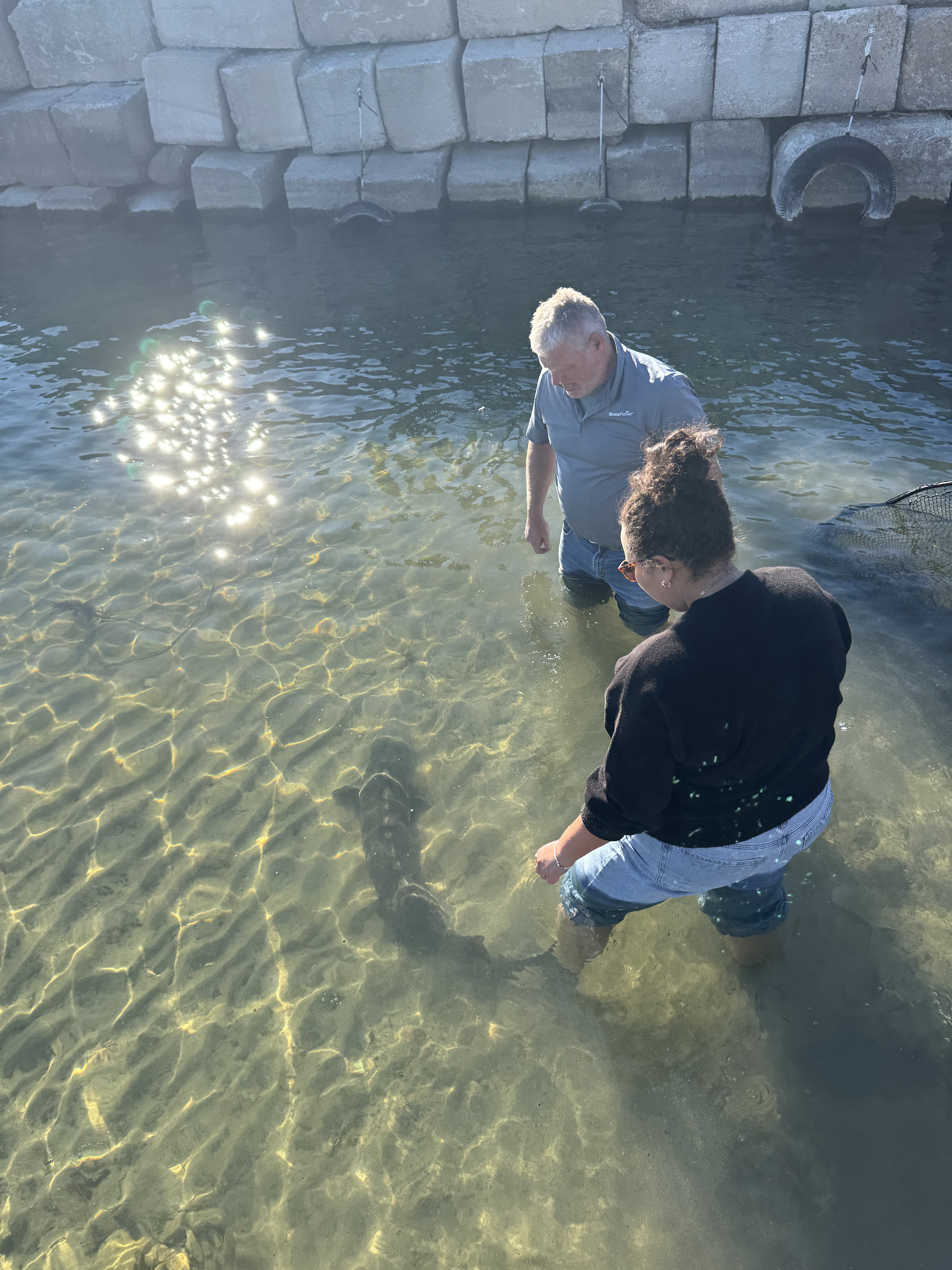 Sturgeon rescue