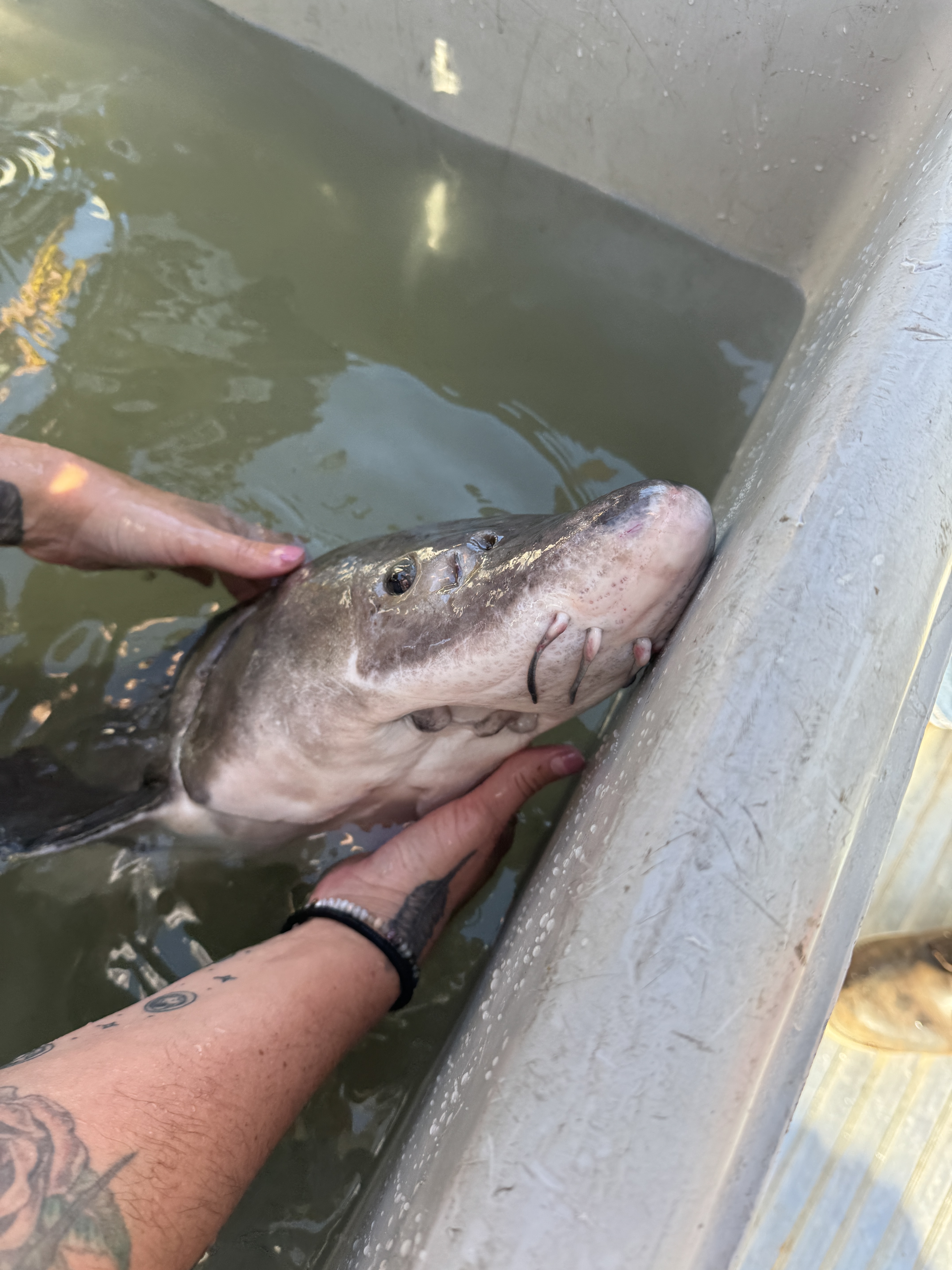 Sturgeon close up