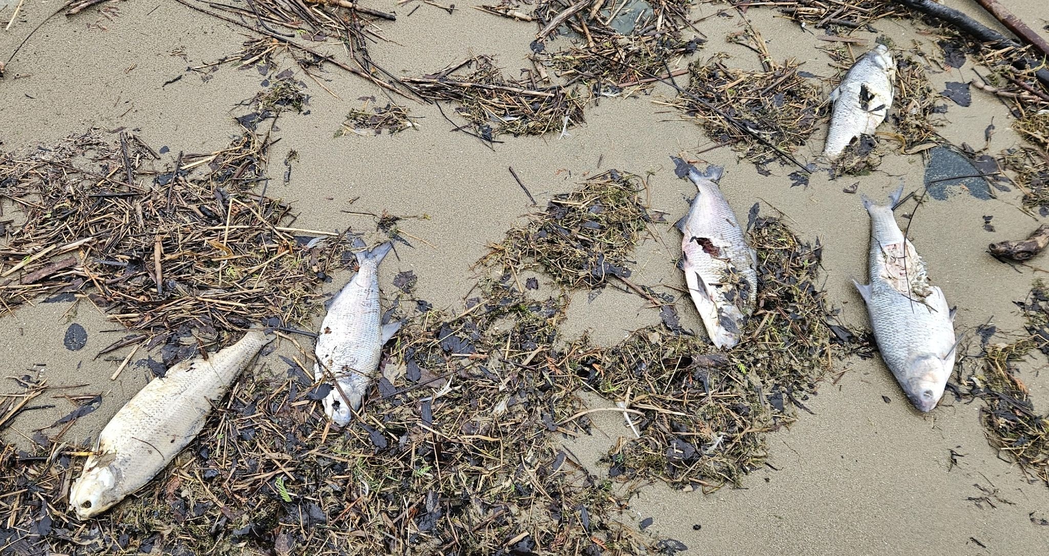 dead fish on beach