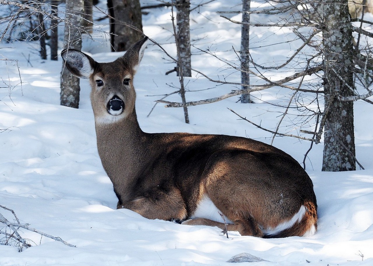 Deer in Snow