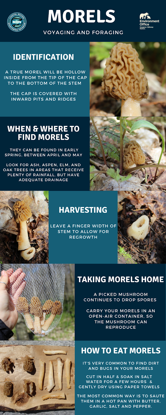 Infographic - Showing how to identify and harvest Morel