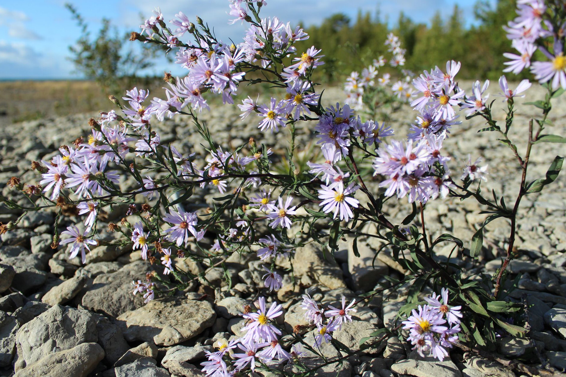 Purple Shrub