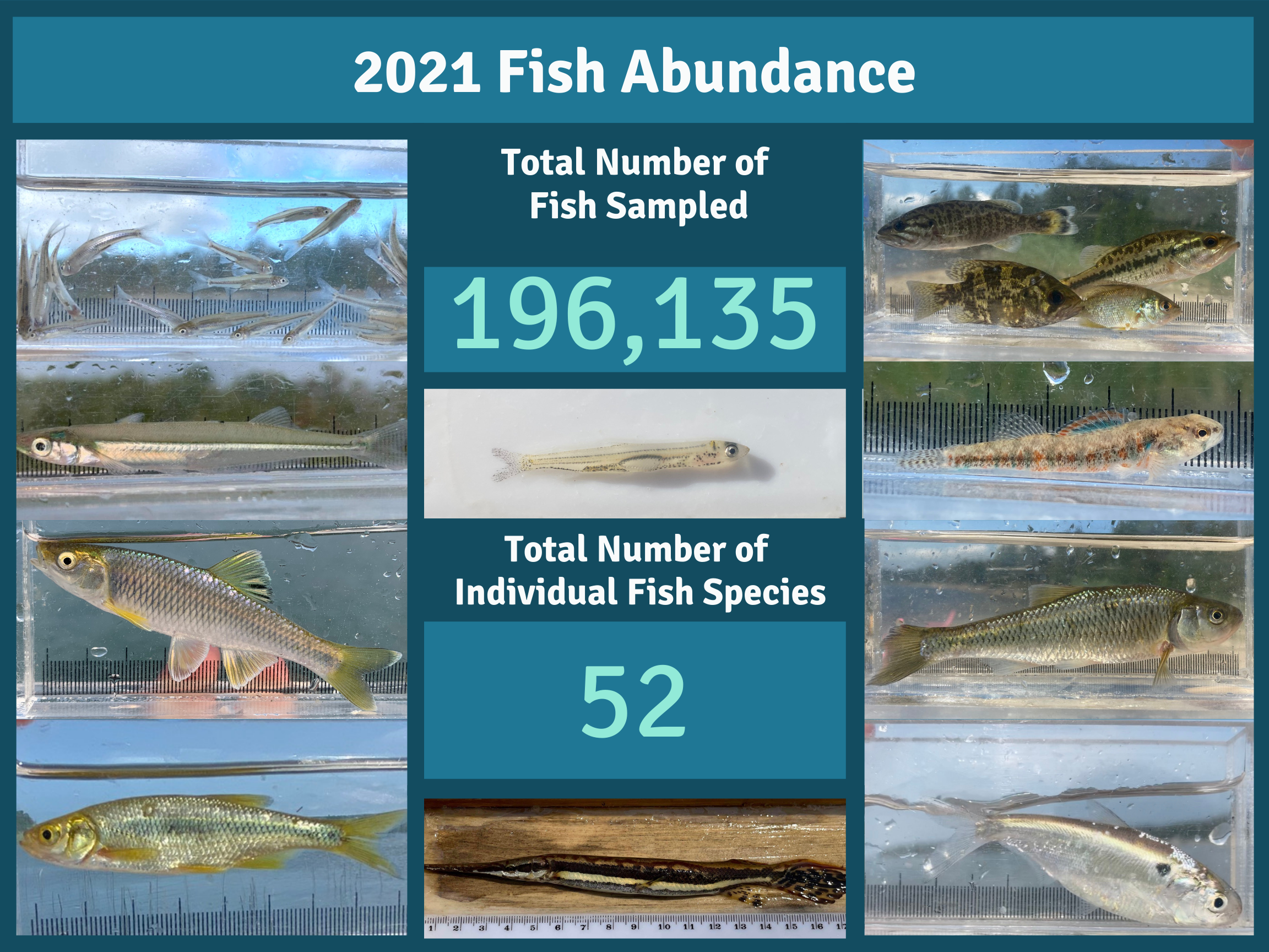 Collage of different fish in measuring instruments (title: 2021 Fish Abundance) Total Number of Fish Sampled: 196,135. Total Number of Individual Species: 52.