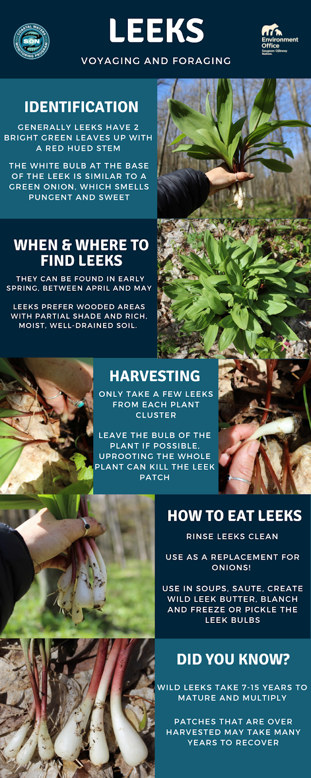 Infographic - Showing how to identify and harvest Leeks
