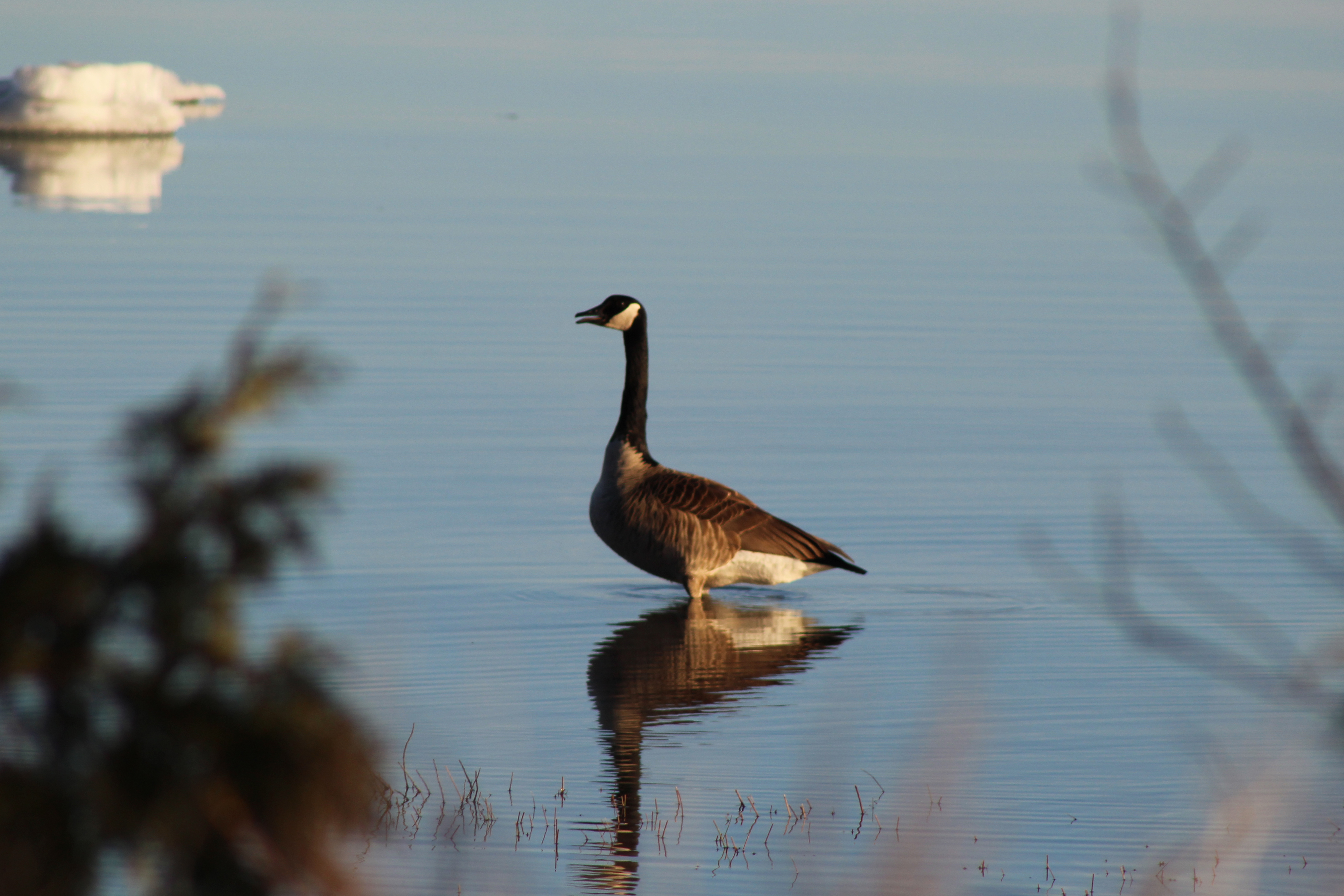 Standing Goose