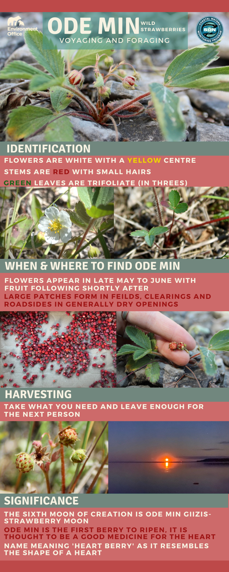 Infographic on picking wild strawberries