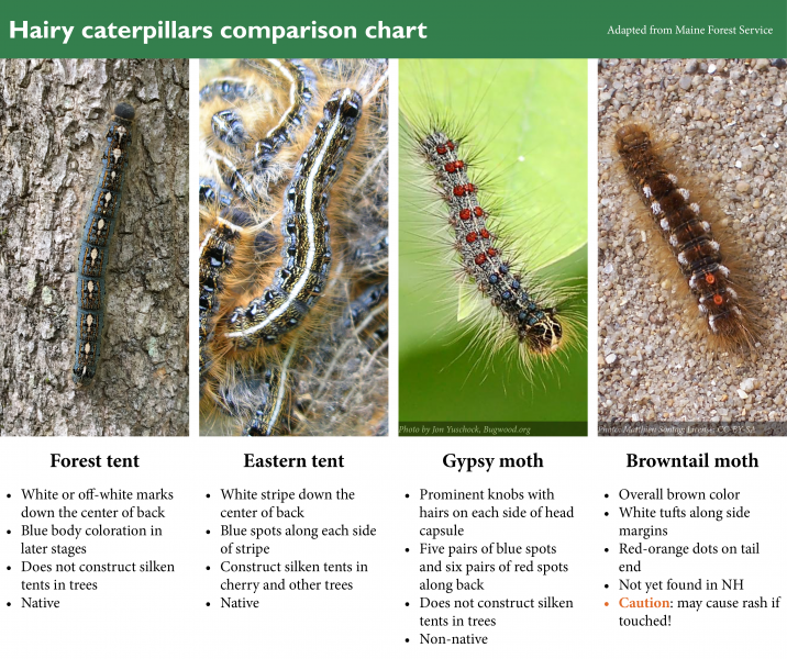 Infographic showing different species of gypsy moth larvae