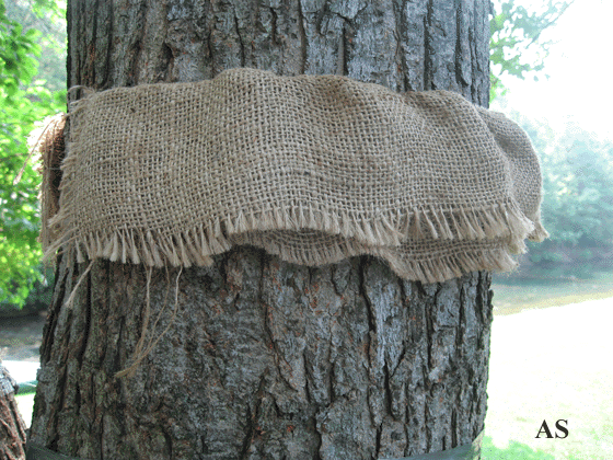 Burlap tied around a tree as a Gypsy Moth trap