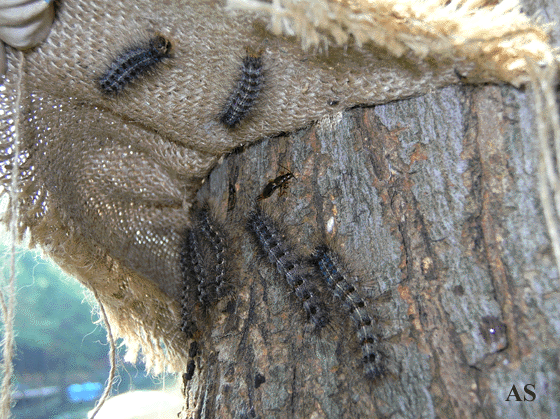 Gypsy Moth larvae on burlap trap