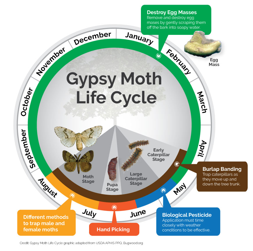 Infographic showing life cycle of the Gypsy Moth with Months 