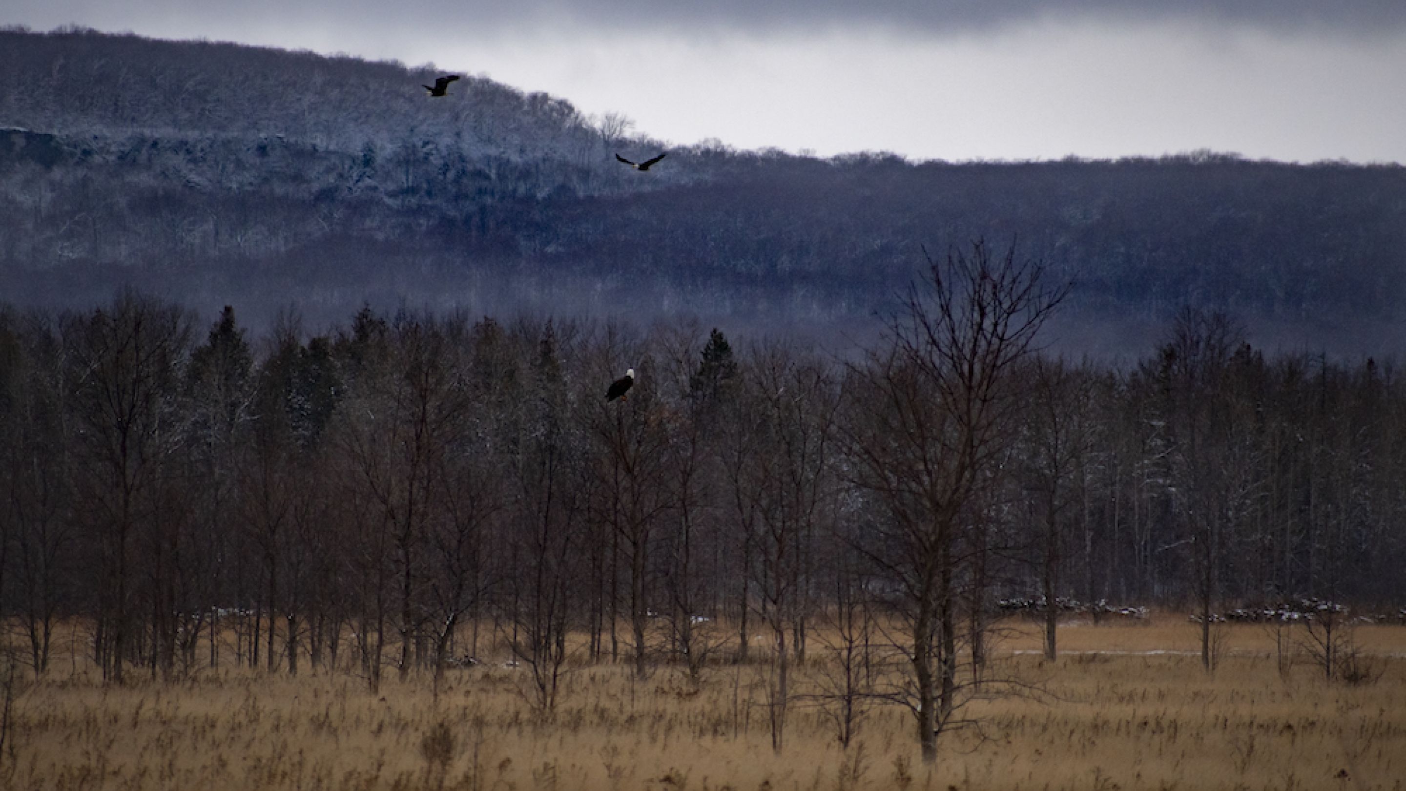 Eagle in tree with bluffs in the background