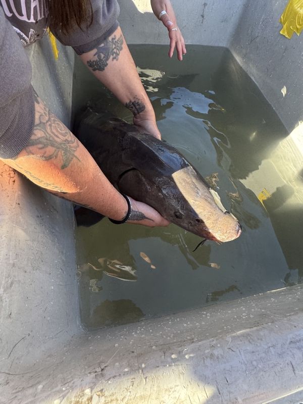 Sturgeon capture