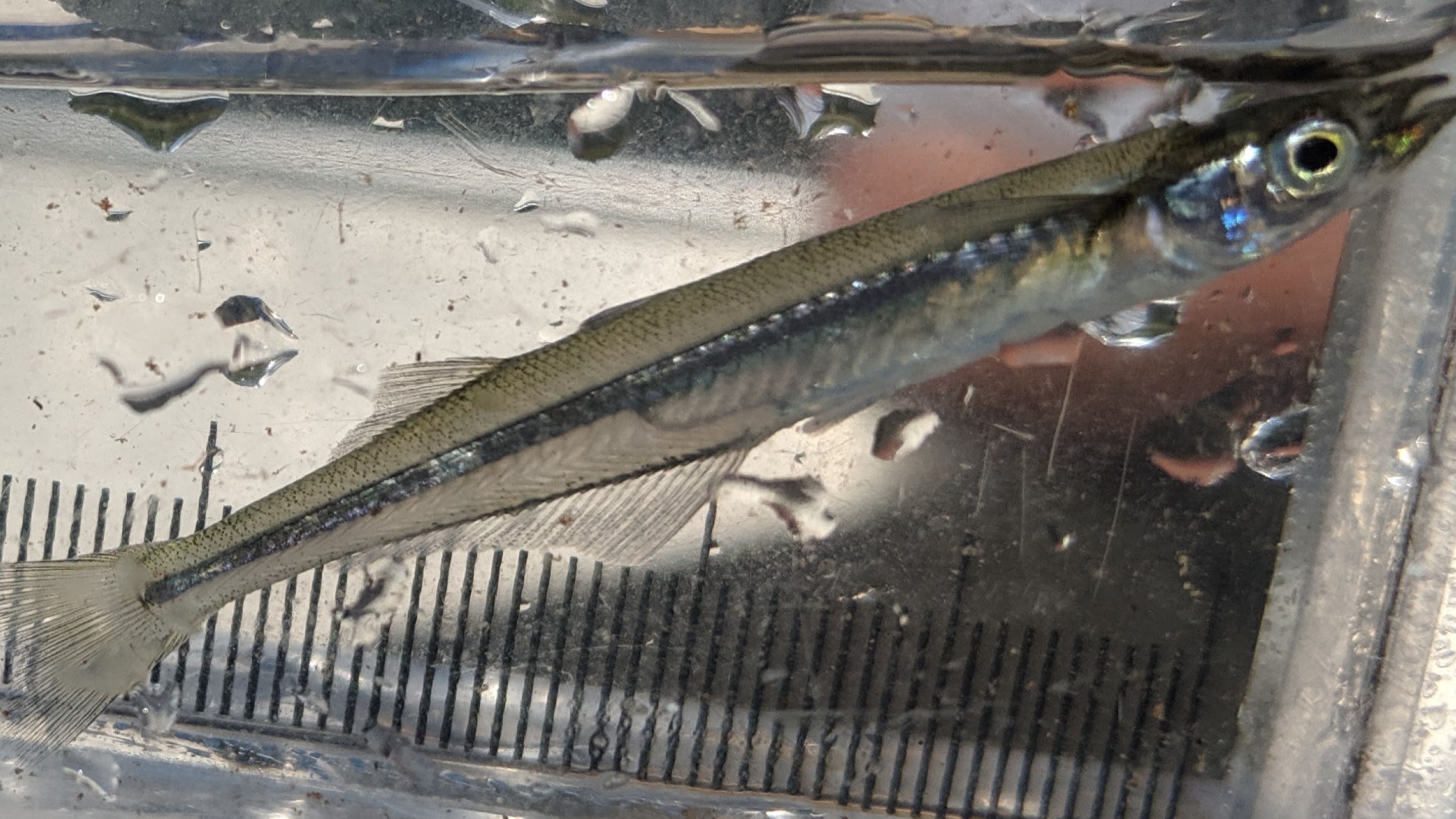 Image of a Brooke Silverside fish