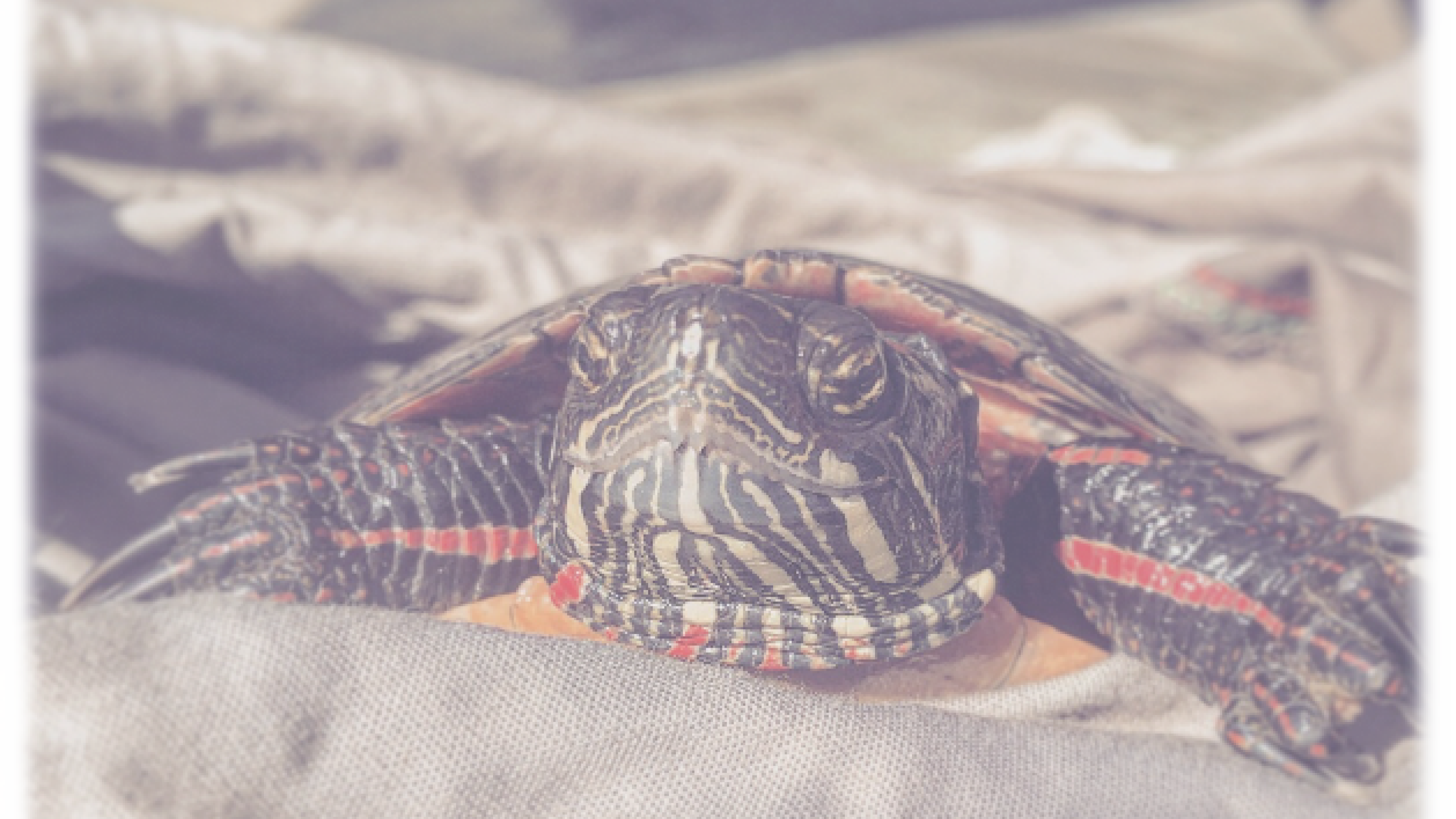 Close up of a turtle