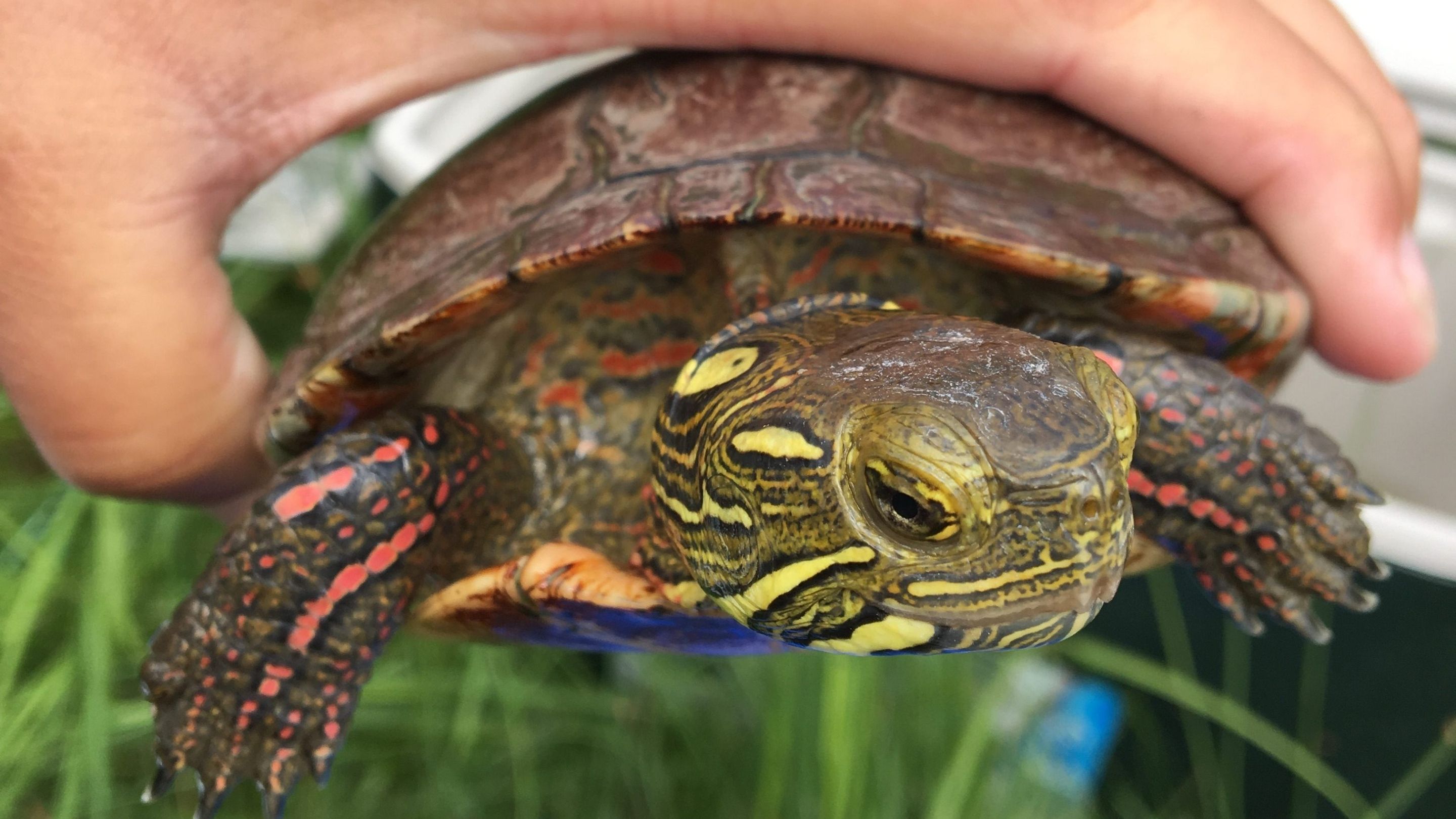 Close up image of a turtle