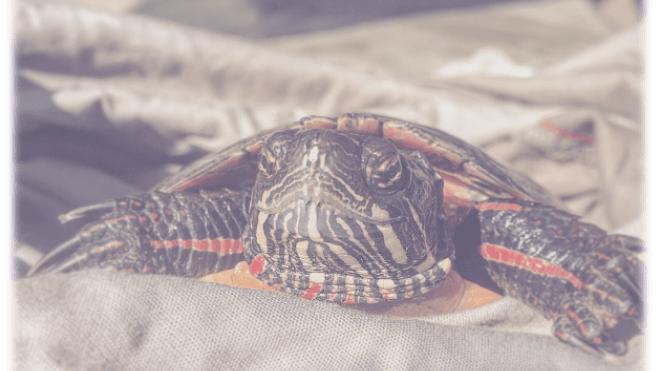 Close up of a turtle